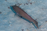 Plectropomus leopardus (Leopard Coral Grouper)