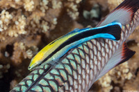 Labroides dimidiatus (Bluestreak Cleaner Wrasse)