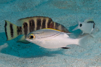 Scolopsis bilineata (Bridled Monocle Bream)