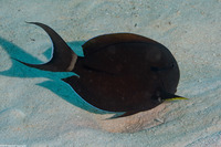 Acanthurus nigricauda (Blackstreak Surgeonfish)