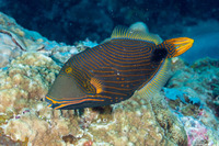 Balistapus undulatus (Orange-Lined Triggerfish)