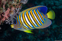 Pygoplites diacanthus (Regal Angelfish)