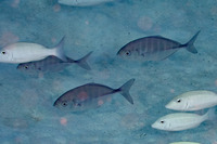 Uraspis helvola (Whitetongue Jack)