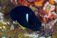 Centropyge tibicen (Keyhole Angelfish)