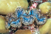 Tridacna crocea (Boring Giant Clam)