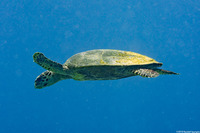 Eretmochelys imbricata (Hawksbill Turtle)