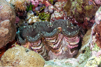 Tridacna squamosa (Fluted Giant Clam)