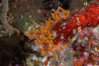 Halichondria sp.1 (Halichondria sp.1)