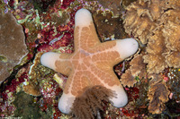 Choriaster granulatus (Granular Sea Star)