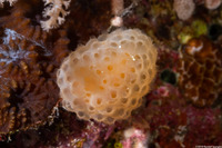 Pseudodistoma megalarva (Stalked Tunicate)