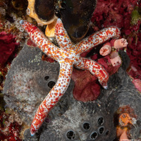 Linckia multifora (Multipore Sea Star)