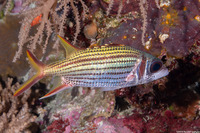 Neoniphon sammara (Spotfin Squirrelfish)