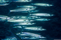 Sphyraena forsteri (Bigeye Barracuda)