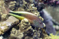 Paracirrhites forsteri (Freckled Hawkfish)