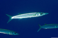 Sphyraena forsteri (Bigeye Barracuda)