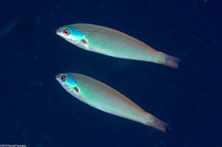 Pseudocoris yamashiroi (Redspot Wrasse)