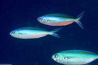 Pterocaesio tile (Bluestreak Fusilier)