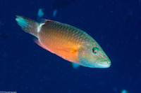 Oxycheilinus digramma (Cheek-Lined Wrasse)
