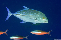Caranx melampygus (Bluefin Trevally)