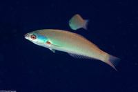 Pseudocoris yamashiroi (Redspot Wrasse)