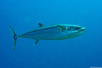 Gymnosarda unicolor (Dogtooth Tuna)