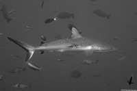 Carcharhinus amblyrhynchos (Gray Reef Shark)