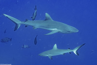 Carcharhinus amblyrhynchos (Gray Reef Shark)