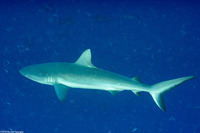 Carcharhinus amblyrhynchos (Gray Reef Shark)
