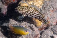 Epinephelus merra (Honeycomb Grouper)