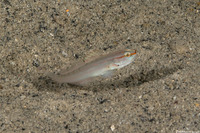 Amblygobius nocturnus (Nocturne Goby)