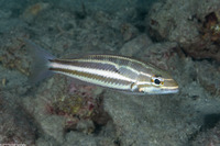 Pentapodus trivittatus (Three-Striped Whiptail)