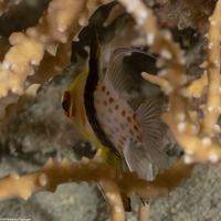 Sphaeramia nematoptera (Pajama Cardinalfish)