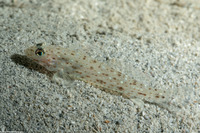 Favonigobius reichei (Threadfin Sandgoby)