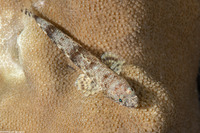 Saurida gracilis (Slender Lizardfish)