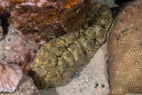 Stichopus vastus (Brown Curryfish Sea Cucumber)