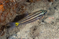 Cheilodipterus isostigmus (Toothy Cardinalfish)