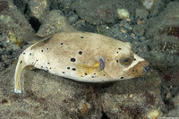 Arothron nigropunctatus (Blackspotted Puffer)