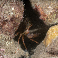 Charybdis sp.1 (Swimming Crab)