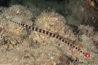 Dunckerocampus dactyliophorus (Ringed Pipefish)