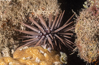 Echinometra mathaei (Rock-Boring Urchin)