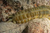 Euapta sp.1 (Euapta sp.1)