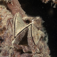 Lopha cristagalli (Cock's Comb Oyster)