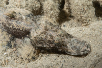 Cymbacephalus beauforti (Crocodile Flathead)
