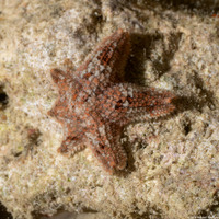 Aquilonastra anomala (Dwarf Star)