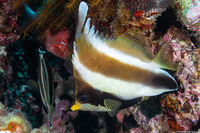 Heniochus chrysostomus (Pennant Bannerfish)