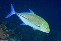 Caranx melampygus (Bluefin Trevally)