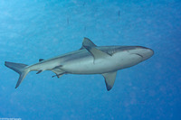 Carcharhinus amblyrhynchos (Gray Reef Shark)