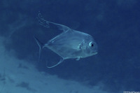 Alectis ciliaris (Threadfin Jack)