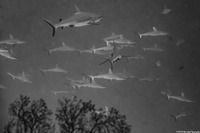 Carcharhinus amblyrhynchos (Gray Reef Shark)