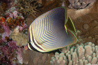 Chaetodon baronessa (Eastern Triangular Butterflyfish)